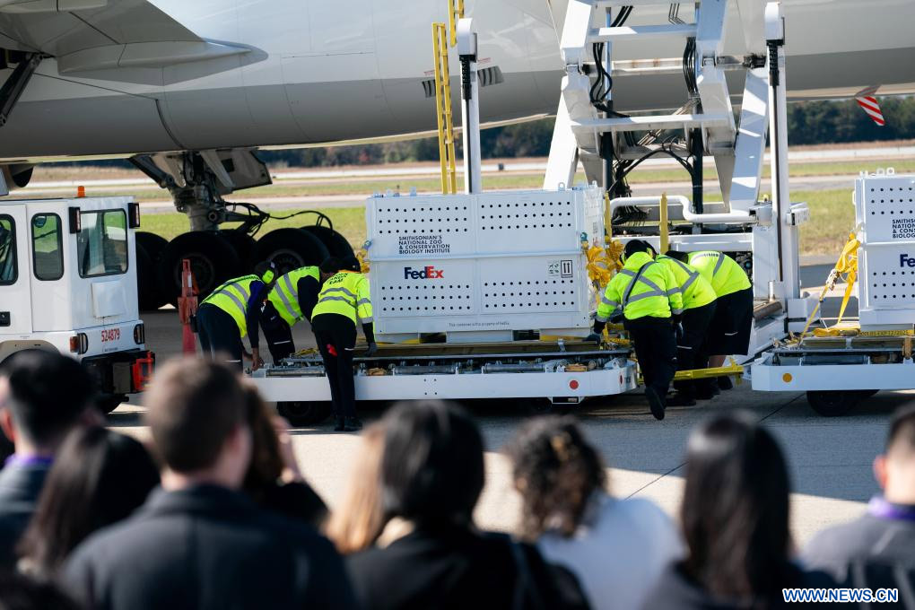 Pandas gigantes Mei Xiang, Tian Tian y Xiao Qi Ji parten de zoológico de Washington rumbo a China