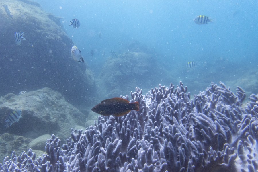 Imagen del 12 de febrero de 2022 de corales y peces cerca de la isla Wuzhizhou de Sanya, en la provincia de Hainan, en el sur de China. (Xinhua/Zhang Liyun)