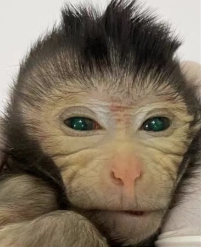 Un equipo de científicos chinos ha confirmado el primer nacimiento vivo de un mono que contiene una alta proporción de células derivadas de una línea de células madre de mono. [Foto/Centro para la Excelencia en Ciencia del Cerebro y Tecnología de la Inteligencia]