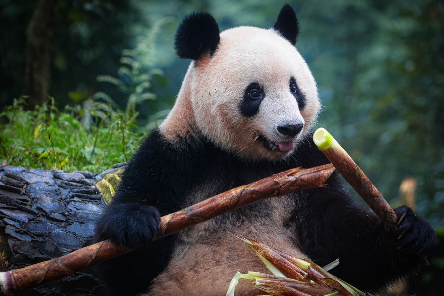 El panda gigante Xiang Xiang come bambú fresco en la Base del Panda Gigante de Bifengxia, en Ya'an, provincia suroccidental china de Sichuan, el 8 de octubre de 2023. (Xinhua/Chen Juwei)