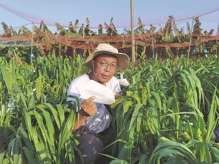 Zhao Zhihai trabaja en una parcela experimental de mijo híbrido en la provincia de Hainan. [Foto: proporcionada a China Daily]