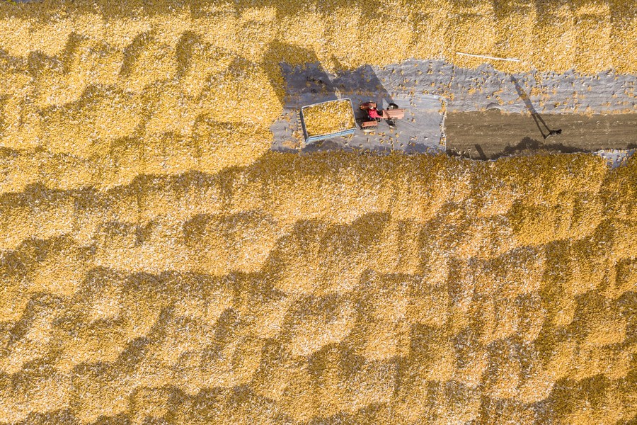 Foto aérea de un aldeano secando maíz cosechado en la aldea Dongsheng, en la ciudad de Zhaodong de la provincia nororiental china de Heilongjiang, el 19 de octubre de 2023. (Xinhua/Xie Jianfei)