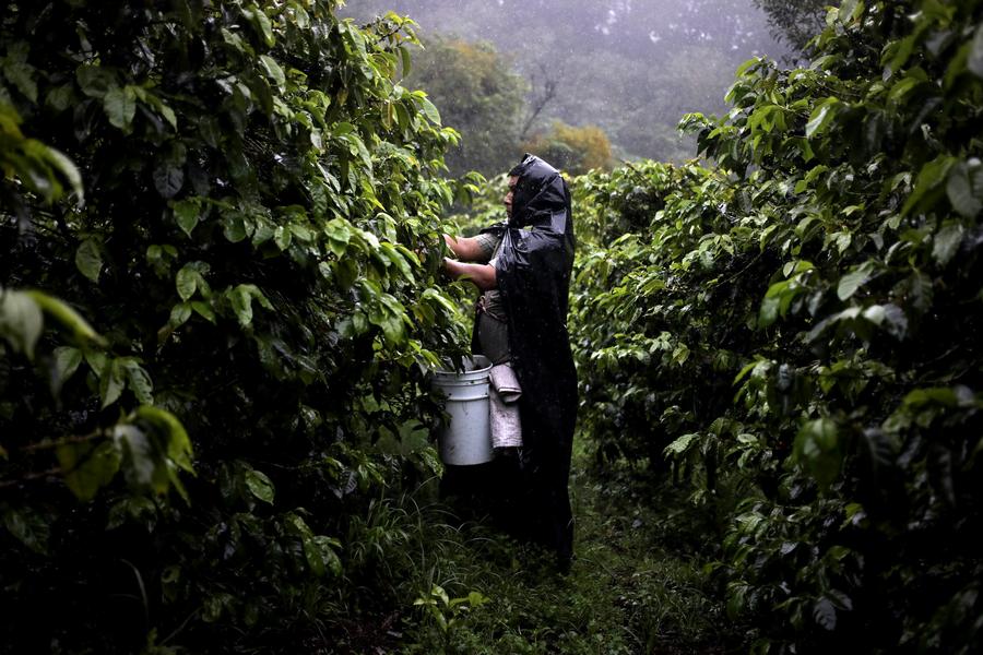 Imagen del 22 de mayo de 2019, de un trabajador de la etnia Ngabe-Bugle recolectando café en la finca cafetalera Lamastus Estates, en el pueblo Boquete, en la provincia de Chiriquí, Panamá. (Xinhua/Mauricio Valenzuela) 