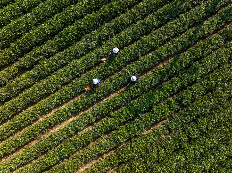 Agricultores trabajando en una plantación de té en la aldea Jiandong del poblado de Maoping, en el distrito de Zigui de la ciudad de Yichang, en la provincia central china de Hubei, el 22 de noviembre de 2023.(Xinhua/Wang Gang)