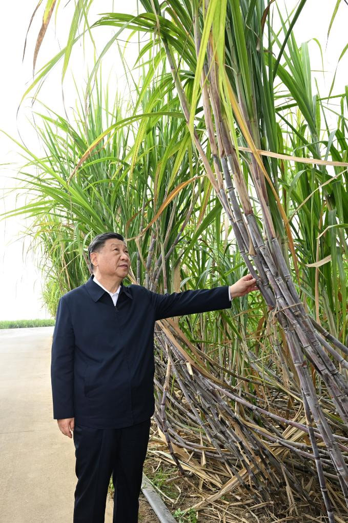 Xi inspecciona ciudad de Laibin de Guangxi en sur de China