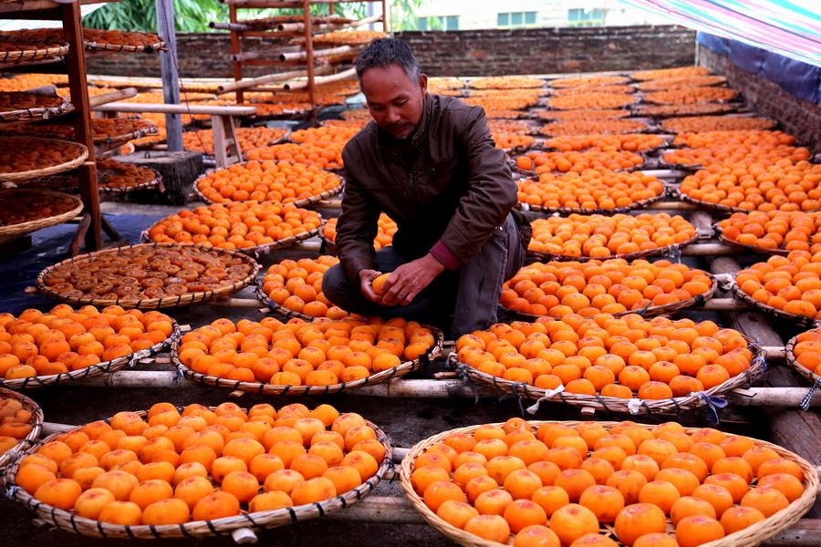 Un campesino local prepara "shibing", o caquis secos, en el distrito de Pingle de la región autónoma de la etnia zhuang de Guangxi, en el sur de China, el 17 de noviembre de 2018. (Xinhua/Wang Zichuang)