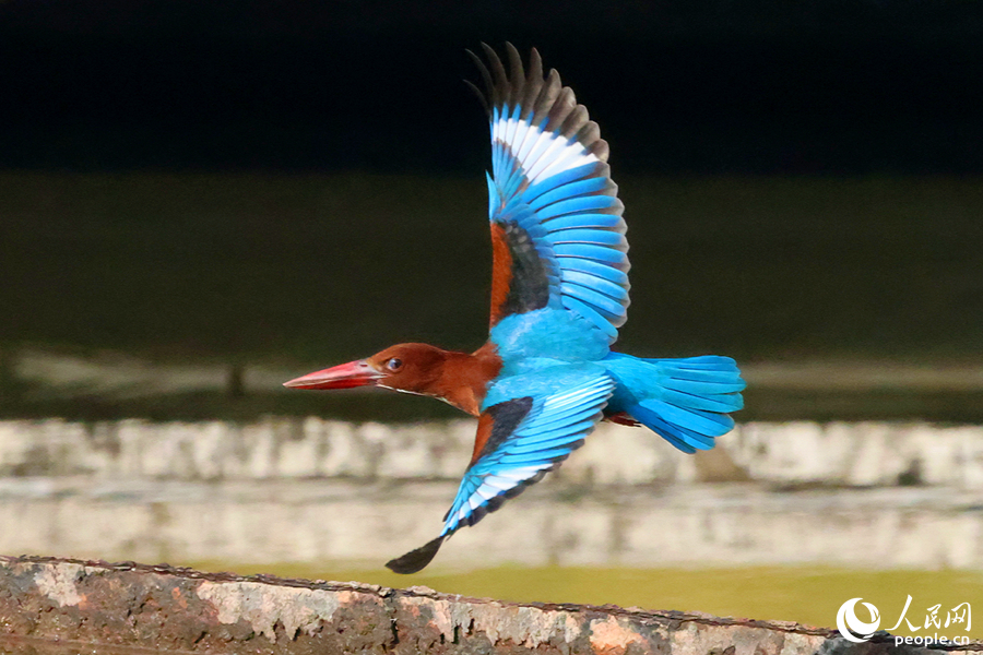 Martín pescador de garganta blanca visto en un parque en Xiamen, en el sureste de China