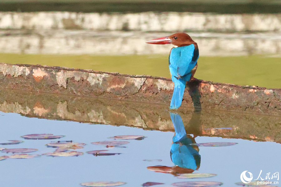 Martín pescador de garganta blanca visto en un parque en Xiamen, en el sureste de China