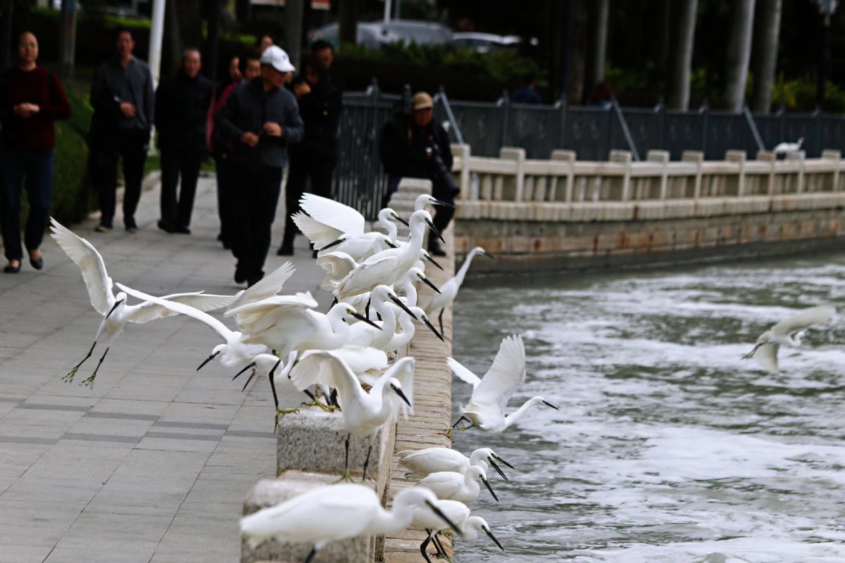 Del puerto al paraíso: el lago Yundang de Xiamen se recupera