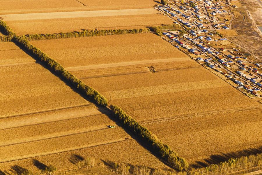 En esta foto aérea del 11 de octubre de 2022 se aprecia una cosechadora trabajando en un arrozal de la aldea de Wanfu, en el poblado Lianhe de la ciudad de Da