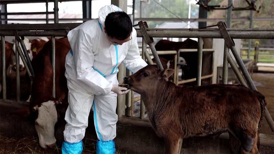 Nace el primer ejemplar de ganado Xizang clonado del mundo