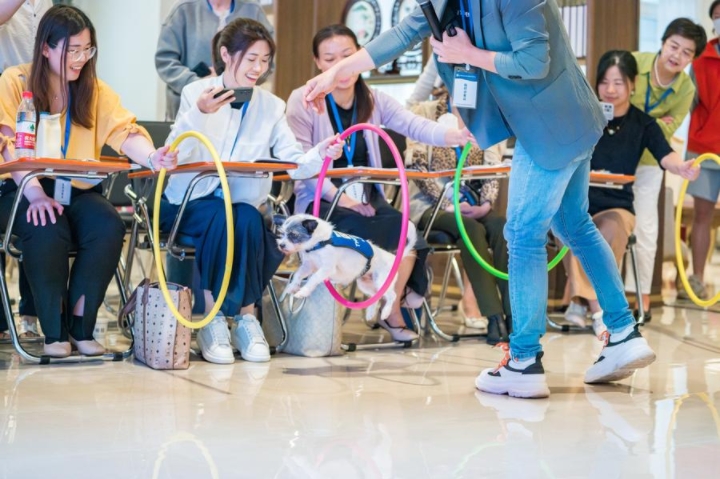 Aspecto de una jornada de entrenamiento de mascotas en Shanghai, ciudad del este de China, el 28 de mayo de 2023. (Xinhua)