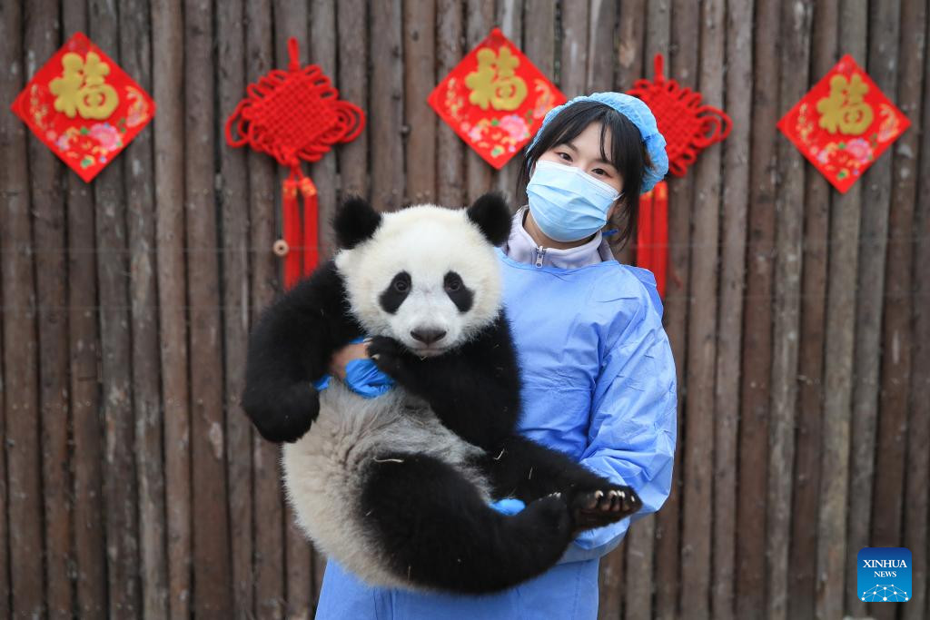 Cachorros de panda gigante hacen una aparición grupal en bases de reproducción en Sichuan