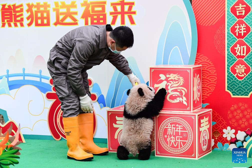 Cachorros de panda gigante hacen una aparición grupal en bases de reproducción en Sichuan