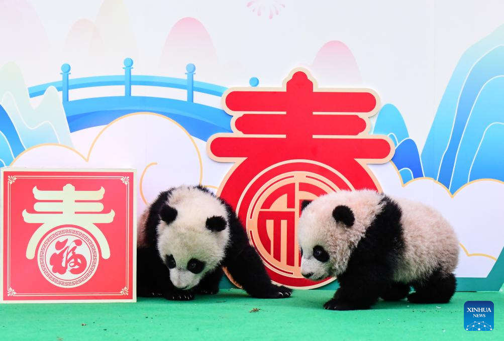 Cachorros de panda gigante hacen una aparición grupal en bases de reproducción en Sichuan