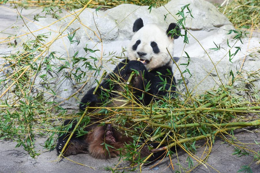 Imagen del 7 de marzo de 2023 del panda gigante You You divirtiéndose en el Zoo Aquarium, en Madrid, España. (Xinhua/Gustavo Valiente) 