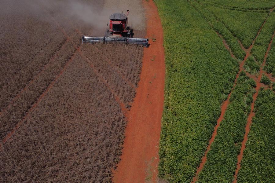 Vista aérea tomada con un dron de una máquina agrícola cosechando soja en una propiedad rural, en Brasilia, Brasil, el 2 de febrero de 2024. (Xinhua/Lucio Tavora)