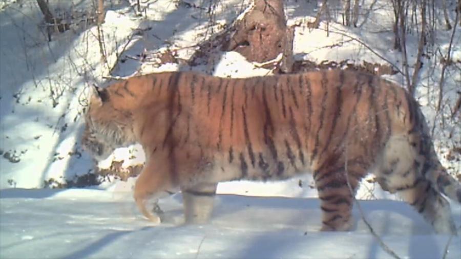 Imagen tomada con una cámara infrarroja mostrando un tigre siberiano salvaje en la provincia de Heilongjiang, en el noreste de China. (Xinhua)