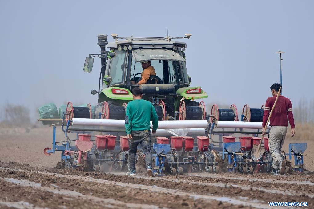  AKSU, 22 marzo, 2024 (Xinhua) -- Imagen del 21 de marzo de 2024 de un agricultor operando una máquina para sembrar semillas en un campo, en la aldea de Tianhai del municipio de Liuyuan, en la prefectura de Aksu, en la región autónoma uygur de Xinjiang, en el noroeste de China. Los agricultores en Aksu se encuentran ocupados recientemente con el arado de primavera, el sembrado y otras actividades agrícolas. (Xinhua/Ding Lei) 