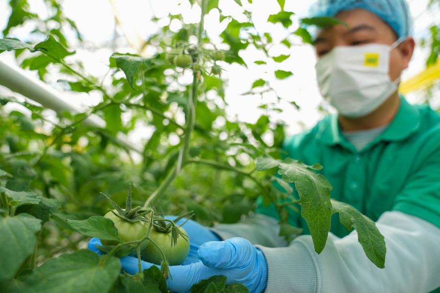 Un trabajador muestra tomates en un invernadero de un parque industrial de agricultura inteligente en Jiamusi, provincia de Heilongjiang, en el noreste de China, el 18 de marzo de 2024. (Xinhua/Wang Jianwei)