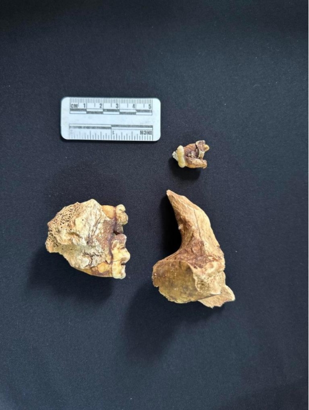La imagen, tomada el 18 de abril de 2024, muestra fósiles de panda gigante descubiertos en la cueva Shuanghe en Zunyi, en la provincia suroccidental china de Guizhou. (Xinhua)