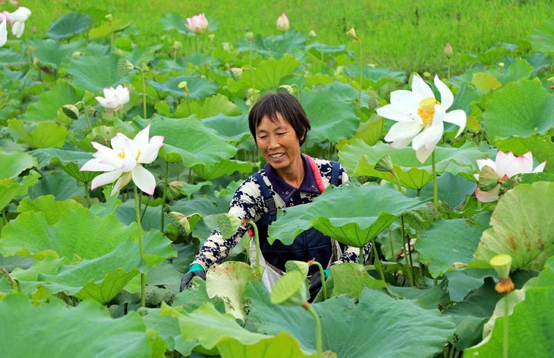 Una agricultora recoge vainas de loto espacial en el municipio de Leqiao, condado de Lujiang, Hefei, provincia de Anhui, China. (Foto: Li Hongbing/ Diario del Pueblo digital)