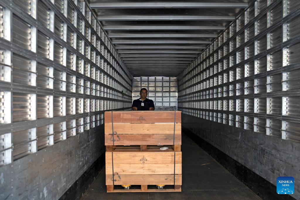 Un trabajador ensambla paquetes de baterías en un vehículo en la fábrica de baterías BYD en Manaus, capital del estado de Amazonas, Brasil, 12 de marzo de 2024. BYD Brasil se estableció en 2014. Además de comercializar carretillas elevadoras eléctricas de cero emisiones, camiones, furgonetas y turismos en el mercado brasileño, la empresa instaló la fábrica de chasis de autobuses eléctricos y la fábrica de paneles solares ubicadas en Campinas, así como la fábrica de baterías ubicada en Manaos para satisfacer las demandas del mercado local. (Foto: Xinhua)