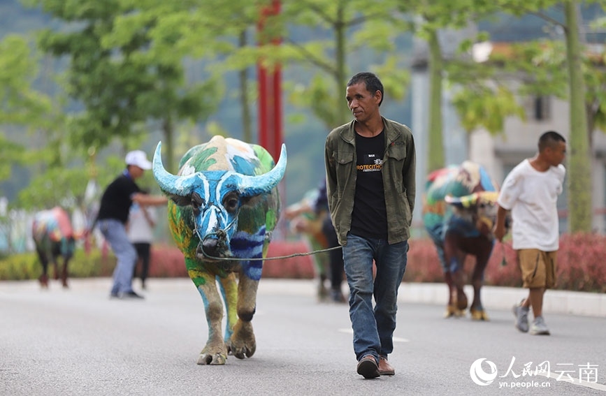 Búfalos coloridos llaman la atención en Yunnan