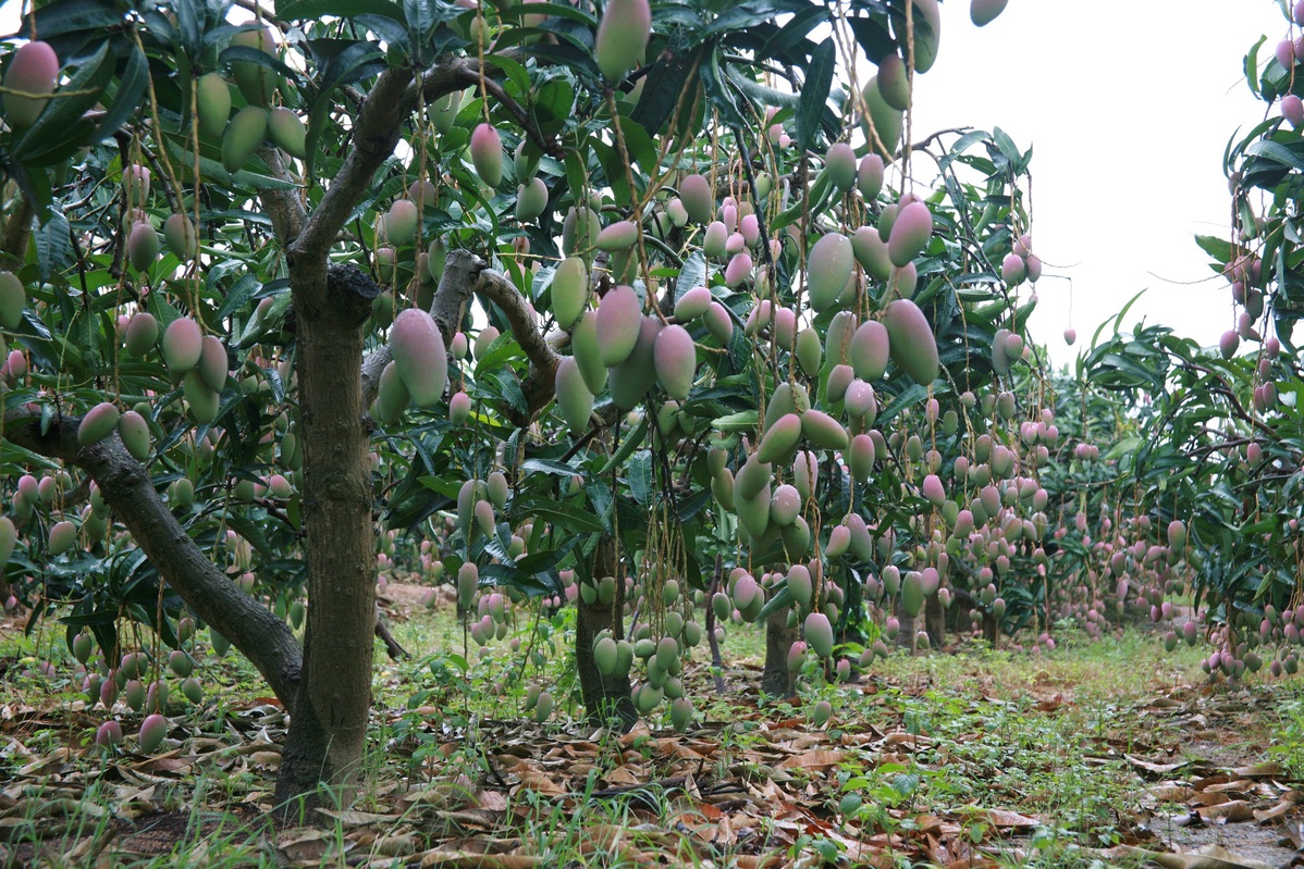 Comienza la cosecha de mangos en Hainan