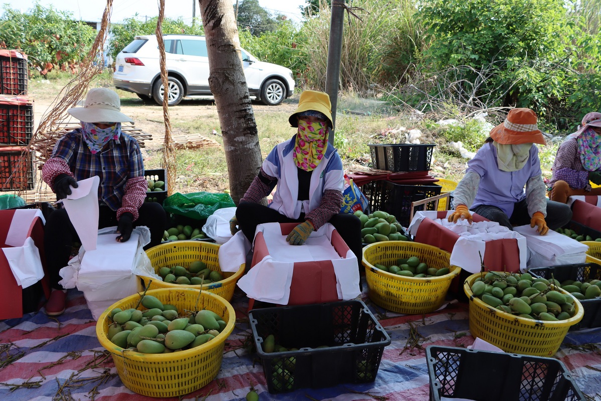 Comienza la cosecha de mangos en Hainan