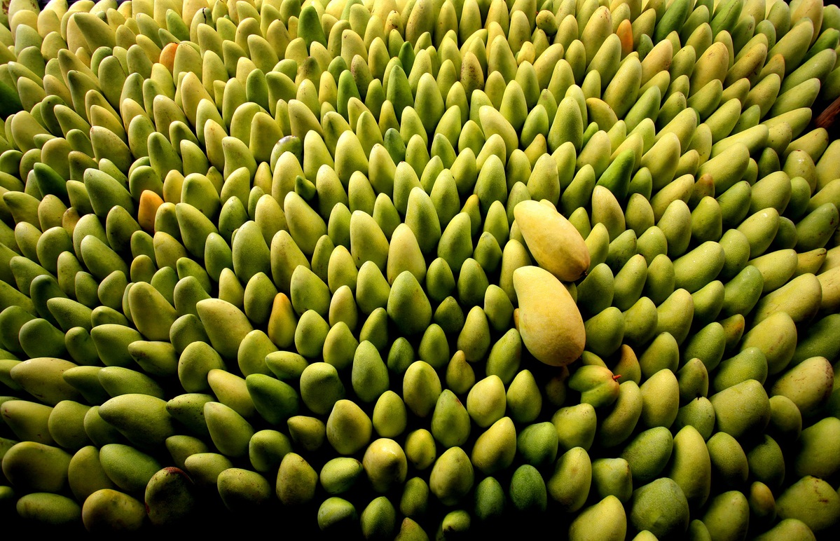 Comienza la cosecha de mangos en Hainan