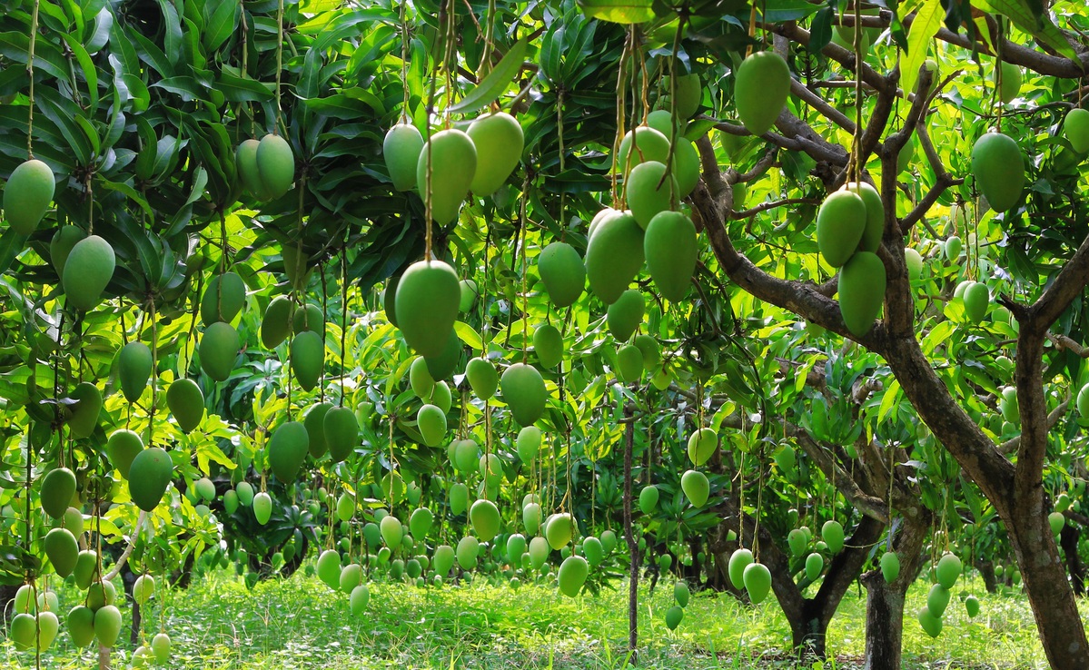 Comienza la cosecha de mangos en Hainan