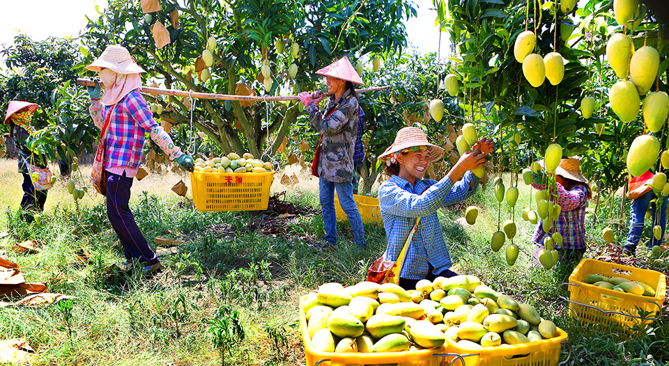 Comienza la cosecha de mangos en Hainan