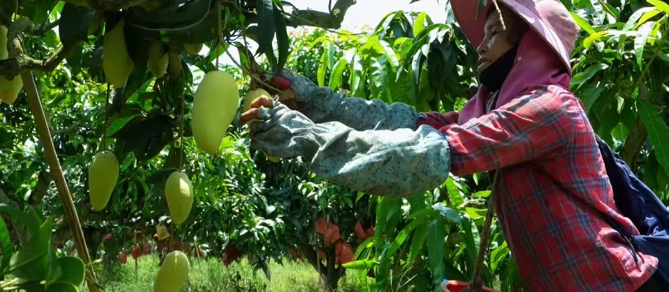 Comienza la cosecha de mangos en Hainan