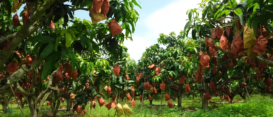 Comienza la cosecha de mangos en Hainan