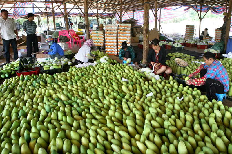 Comienza la cosecha de mangos en Hainan