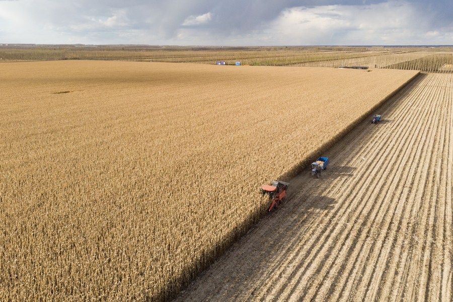 Vista aérea del 19 de octubre de 2023 de agricultores cosechando maíz, en la aldea de Dongsheng de la ciudad de Zhaodong, en la provincia de Heilongjiang, en el noreste de China. (Xinhua/Xie Jianfei)