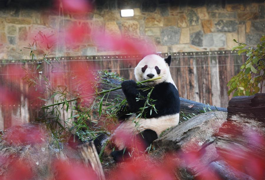 Imagen de archivo del panda gigante nacido en Estados Unidos, Bei Bei, comiendo bambú previo a su partida en el Zoológico Nacional Smithsoniano, en Washington, D.C., Estados Unidos, el 19 de noviembre de 2019. (Xinhua/Liu Jie) 