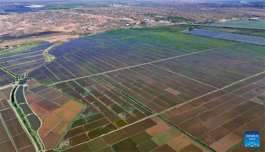 Vista aérea de los campos de arroz a lo largo del río Amarillo en Yinchuan