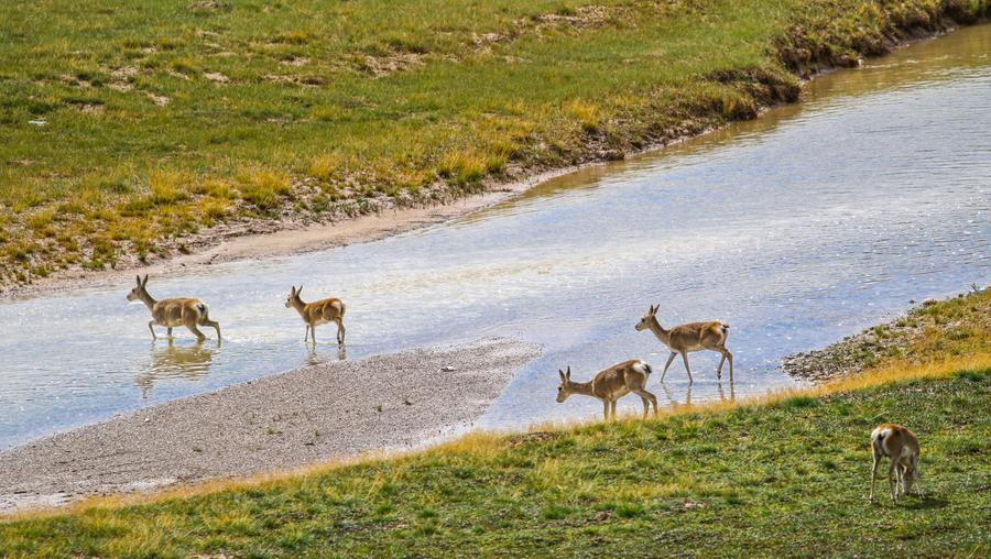 Imagen del 26 de agosto de 2016 de una manada de antílopes en la sección del nacimiento del río Amarillo del Parque Nacional de Sanjiangyuan, en la provincia de Qinghai, en el noroeste de China. (Xinhua/Song Zhongyong)