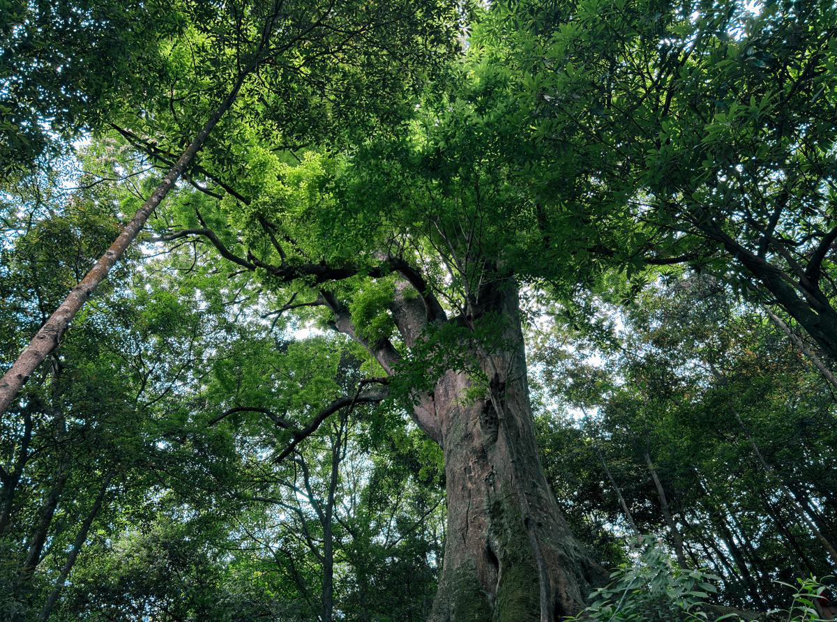 Árbol de 2.700 años florece con fuerza en Sichuan