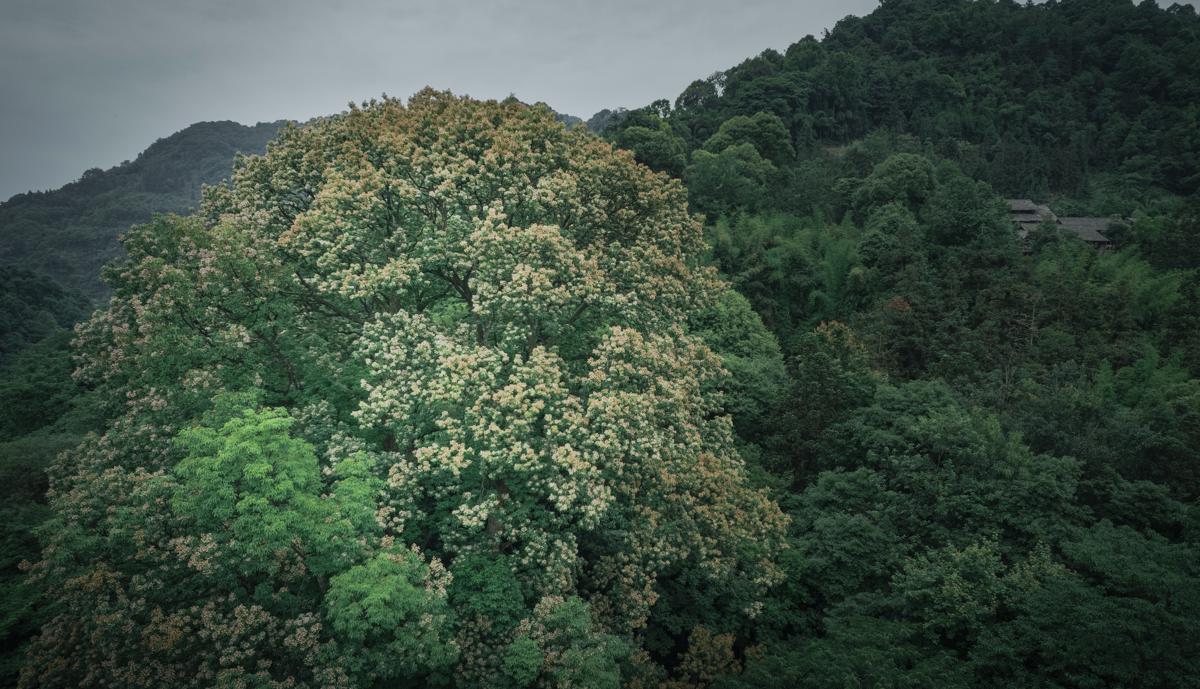 Árbol de 2.700 años florece con fuerza en Sichuan