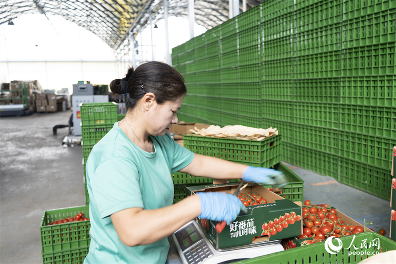 Invierte en Xinjiang 丨 Los tomates cherry dependen de los macrodatos para 