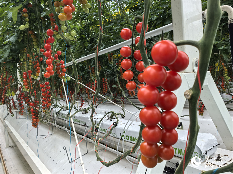 Invierte en Xinjiang 丨 Los tomates cherry dependen de los macrodatos para 