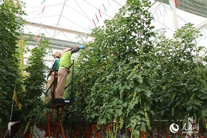 Invierte en Xinjiang 丨 Los tomates cherry dependen de los macrodatos para 