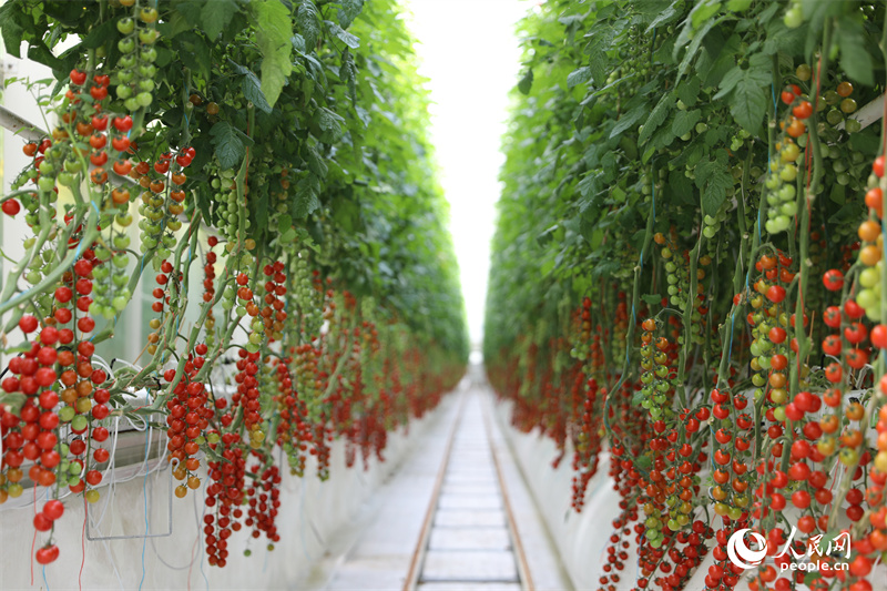 Invierte en Xinjiang 丨 Los tomates cherry dependen de los macrodatos para 