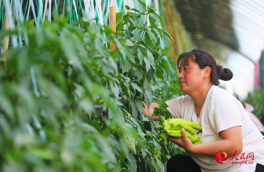 Invierte en Henan | La industria hortofrutícola abre un “paraguas generador de riqueza” a gente