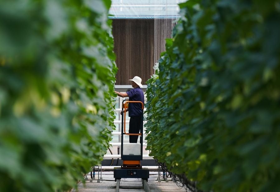 Un agricultor trabaja en un parque de demostración para la producción estandarizada de verduras, en la ciudad de Shouguang de Weifang, en la provincia oriental china de Shandong, el 26 de julio de 2023. (Xinhua/Zhang Haobo)