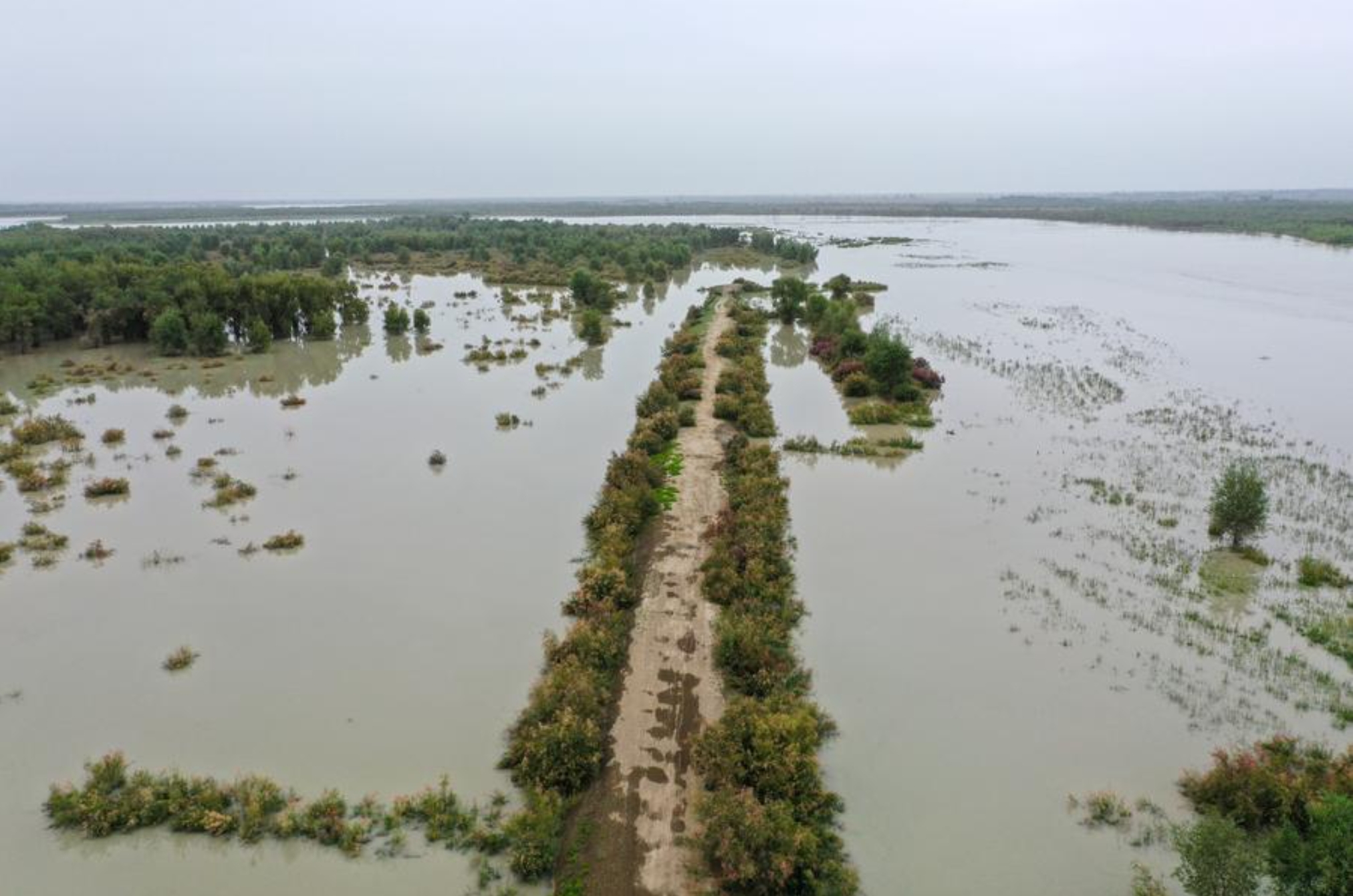 Imagen tomada con un dron el 3 de agosto de 2024 muestra el río Tarim ensanchado por las aguas de la inundación en el condado de Xayar, en la región autónoma uygur de Xinjiang, en el noroeste de China. (Xinhua/Ding Lei)