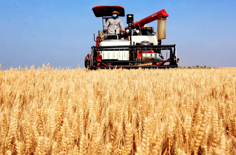 Un agricultor opera una segadora para cosechar trigo en las tierras de cultivo, en el poblado de Bianqiao del distrito de Pingyi, en la ciudad de Linyi, en la provincia de Shandong, en el este de China, el 25 de mayo de 2024. (Xinhua/Wu Jiquan)